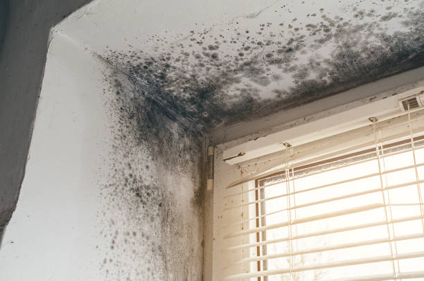 Affordable Attic Mold Remediation solutions in Pinecliffe, CO