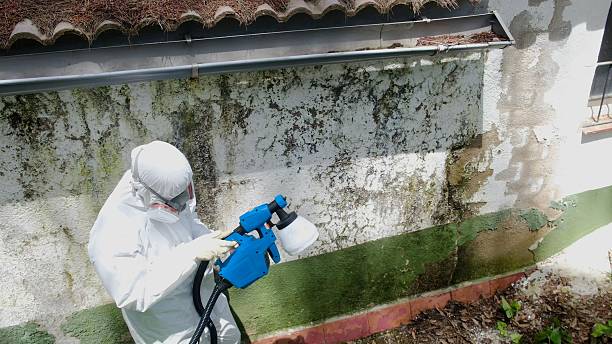 Top rated local Attic Mold Remediation specialists in Pinecliffe, CO
